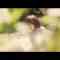 Nogizaka46 – Tachinaorichuu (SSTV).mp4