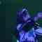 210316 SKE48 Theater Performance 1830 – HD.mp4