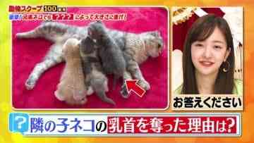 210429 Waraeru! Nakeru! Doubutsu Scoop 100 Renpatsu – ex-AKB48 Itano Tomomi – HD.mp4-00006