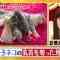 210429 Waraeru! Nakeru! Doubutsu Scoop 100 Renpatsu – ex-AKB48 Itano Tomomi – HD.mp4-00006