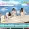 210607 Hinatazaka de Aimashou & Hinatazaka46 Desu. Chotto ii Desu ka Season 2 – HD.mp4-00001