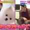 210625 Sakagami Dobutsu Oukoku – Nogizaka46 Yoda Yuki – HD.mp4-00003