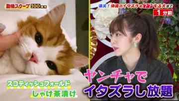 210729 Waraeru! Nakeru! Doubutsu Scoop 100 Renpatsu – ex-AKB48 Minegishi Minami – HD.mp4-00010
