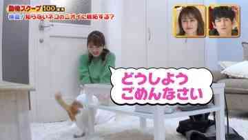 211014 Waraeru! Nakeru! Doubutsu Scoop 100 Renpatsu – NMB48 Shibuya Nagisa – HD.mp4-00006