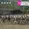 211027 AKB48’s TV News – NHK News Ohayou Nippon – HD.mp4-00008