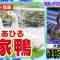 211222 Cream Quiz Miracle 9 2Hours SP – AKB48 Oya Shizuka – HD.mp4-00008
