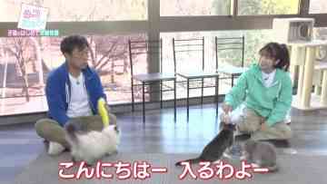220222 Neko Nyan! Kawaii Koneko Dai Shuugou – ex-AKB48 Yokoyama Yui – HD.mp4-00005