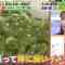 220514 Hayashi Osamu no Lesson! Imadesho Masterpiece Selection – Nogizaka46 Akimoto Manatsu – HD.mp4-00008