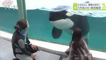 220712 Hirumae Hotto – Nogizaka46 Shibata Yuna – HD.mp4-00018