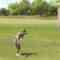 220911 Yamauchi Suzuran’s Golf Ambitious! ~Mezase! Teaching Pro~ – ex-SKE48 Yamauchi Suzuran – HD.mp4-00006