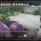 230220 Nogizaka46 Sato Kaede Neiroisan ~Aichi 69-shiku Chouson no Oto Atsume~ 109 – Nogizaka46 Sato Kaede – HD