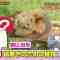 230221 Sandwich-Man no Doubutsuen Shiikuin-san Presen Gassen ZOO-1 Grand Prix – ex-AKB48 Yokoyama Yui – HD.mp4-00001