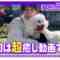 230324 [Healing] Members Played With Their Dogs At The Dog Run! [Naughty Dogs Rampage] – Nogizaka46 Sato Kaede, Ikeda Teresa, Tomisato Nao – FHD.mp4-00001