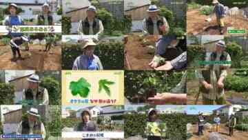 240602 Syumi no Engei Yasai no Jikan – ex-AKB48 Oya Shizuka – HD.mp4