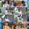 240705 [This is What They Actually Did Behind The Scenes Of 46Hours TV!] Jingisukan at The Street Performance in Hokkaido! [Unreleased Edition] – Hinatazaka46 – FHD.mp4