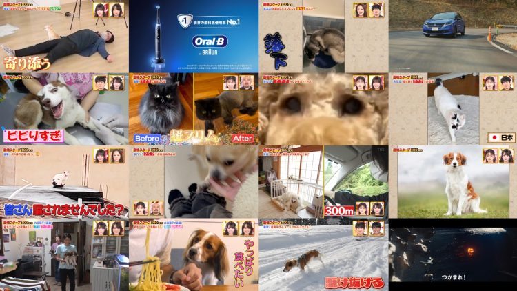 250724 Doubutsu Scoop 100 Renpatsu – Equal LOVE Otani Emiri – HD.mp4