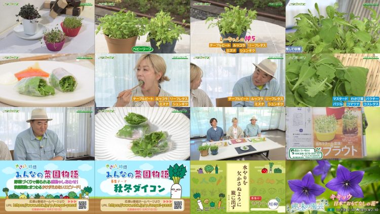 250816 Syumi no Engei Yasai no Jikan – ex-AKB48 Oya Shizuka – HD.mp4