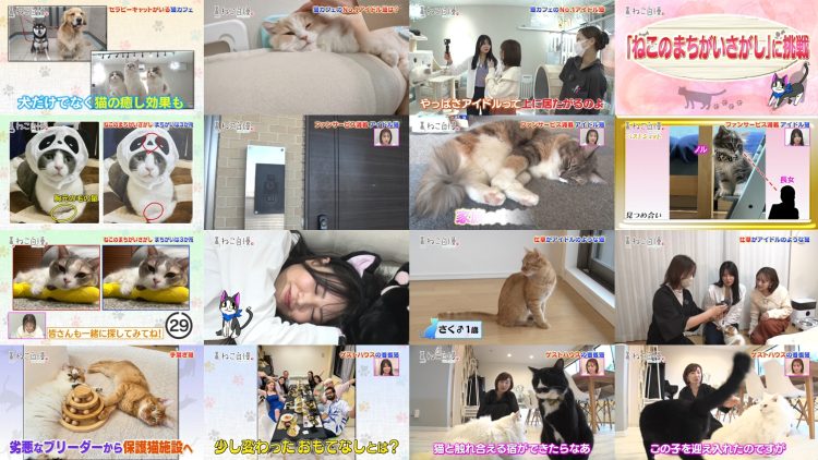 251029 Neko Jiman – ex-AKB48 Kuramochi Asuka – FHD.mp4