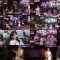260106 Ginza de Kayousai Let sing a song from GINZA – ex-AKB48 Okabe Rin, Oshima Mai – FHD.mp4