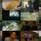260124 Saturday Premium Tosochu – ex-AKB48 Oshima Yuko – FHD (V3).mp4